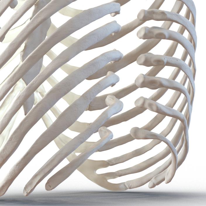 3D Female Ribcage Skeleton model