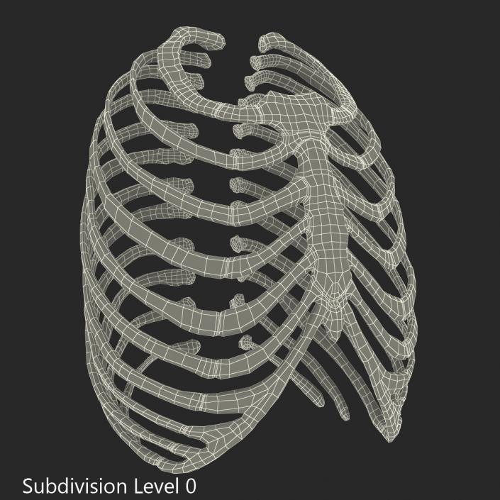 3D Female Ribcage Skeleton model