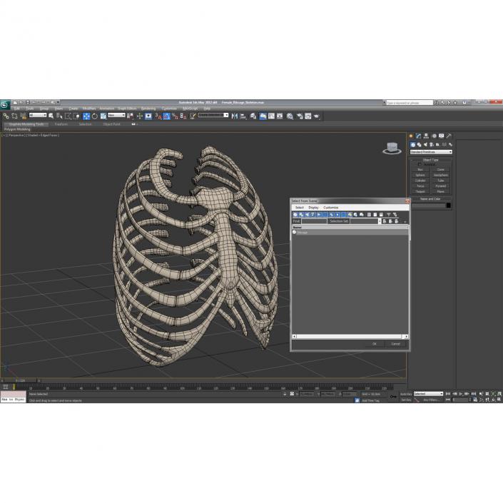 3D Female Ribcage Skeleton model