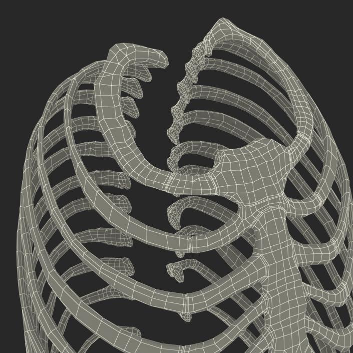 3D Female Ribcage Skeleton model