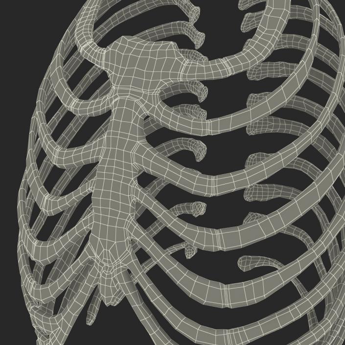 3D Female Ribcage Skeleton model