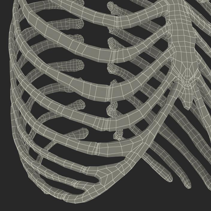 3D Female Ribcage Skeleton model