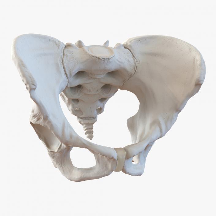 Female Pelvis Skeleton 3D