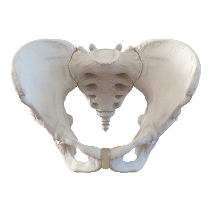 Female Pelvis Skeleton 3D