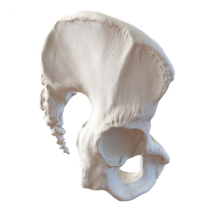 Female Pelvis Skeleton 3D