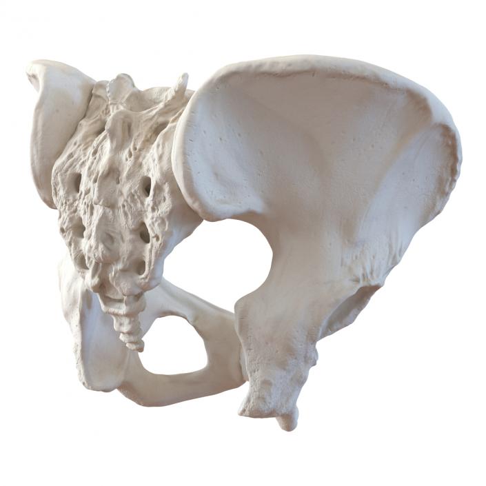 Female Pelvis Skeleton 3D