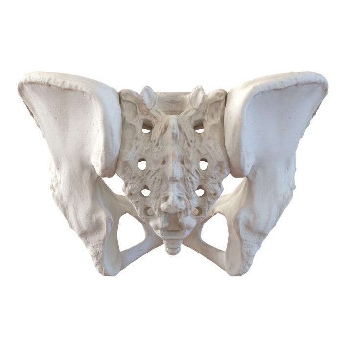 Female Pelvis Skeleton 3D