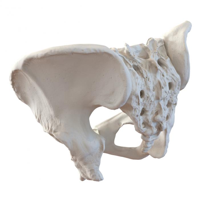 Female Pelvis Skeleton 3D