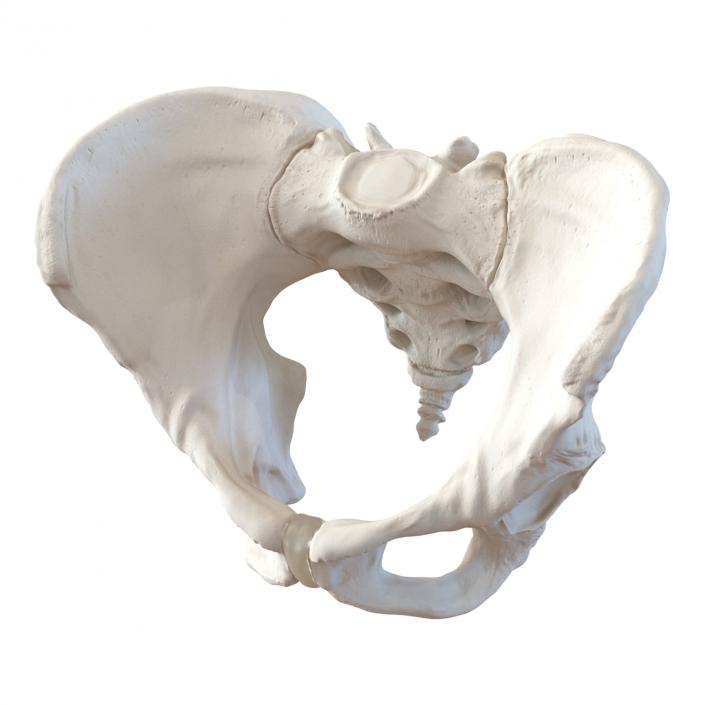 Female Pelvis Skeleton 3D