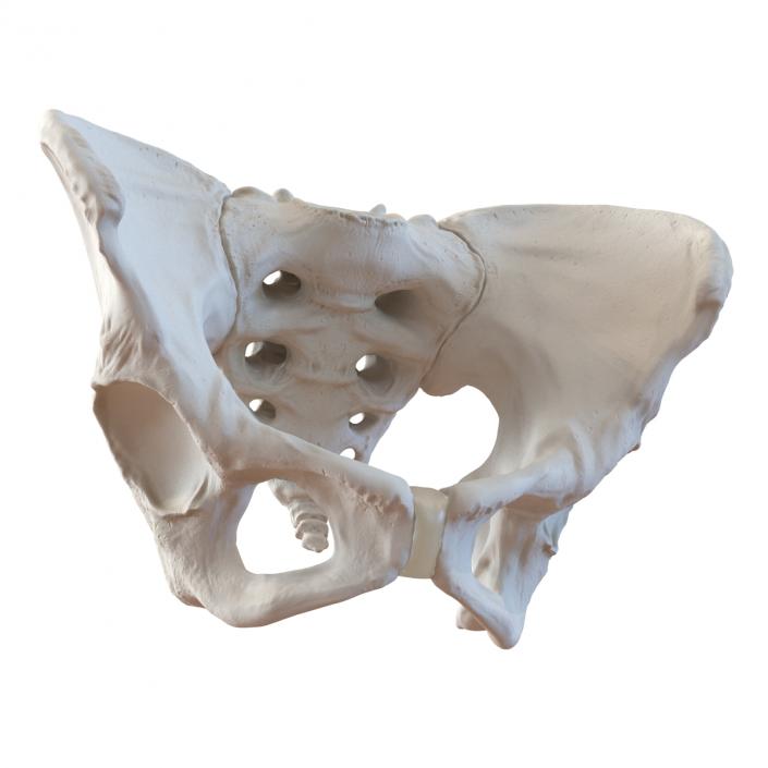 Female Pelvis Skeleton 3D