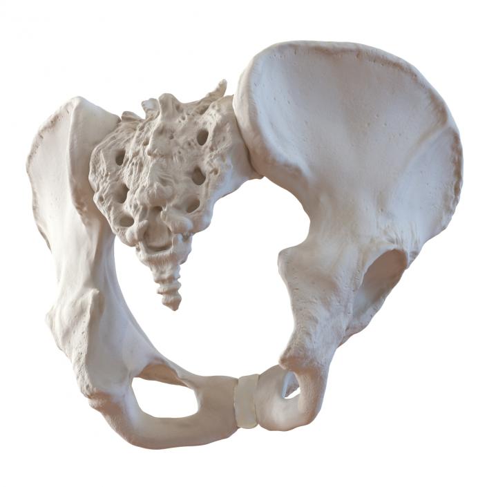 Female Pelvis Skeleton 3D