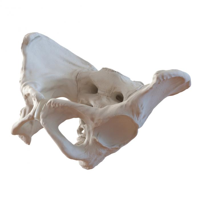 Female Pelvis Skeleton 3D