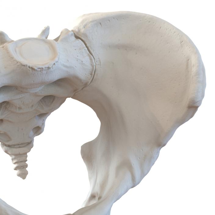 Female Pelvis Skeleton 3D