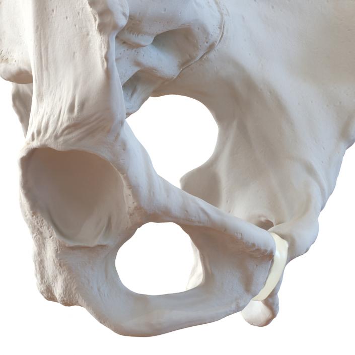 Female Pelvis Skeleton 3D