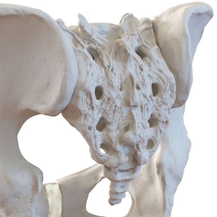 Female Pelvis Skeleton 3D