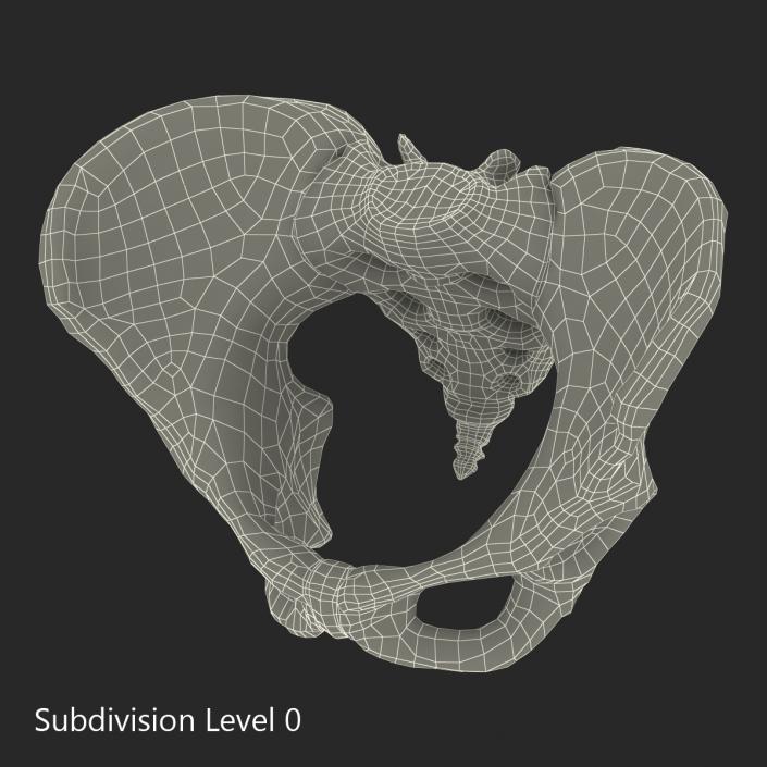 Female Pelvis Skeleton 3D