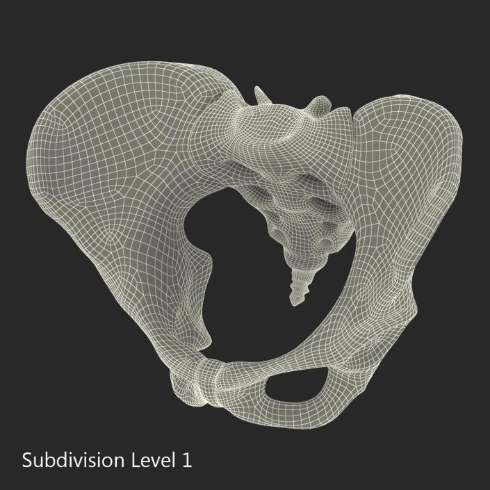 Female Pelvis Skeleton 3D