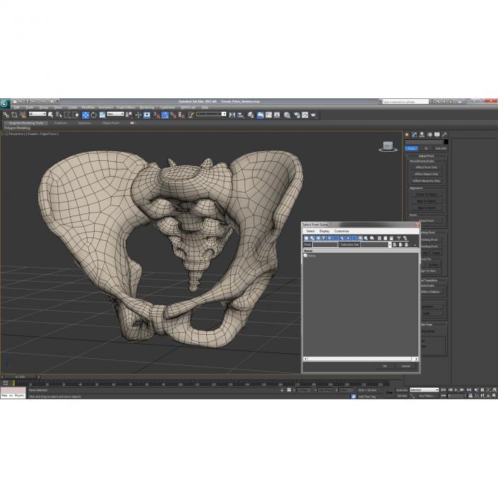 Female Pelvis Skeleton 3D