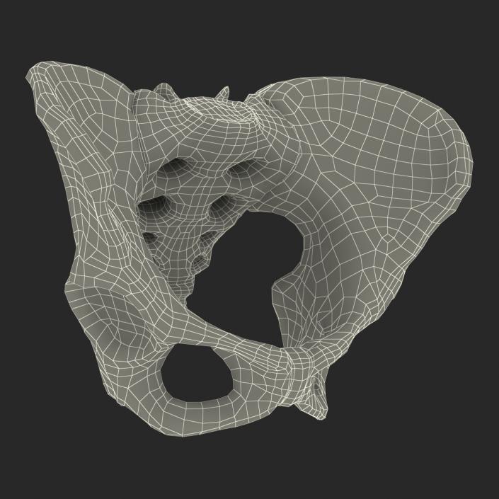 Female Pelvis Skeleton 3D