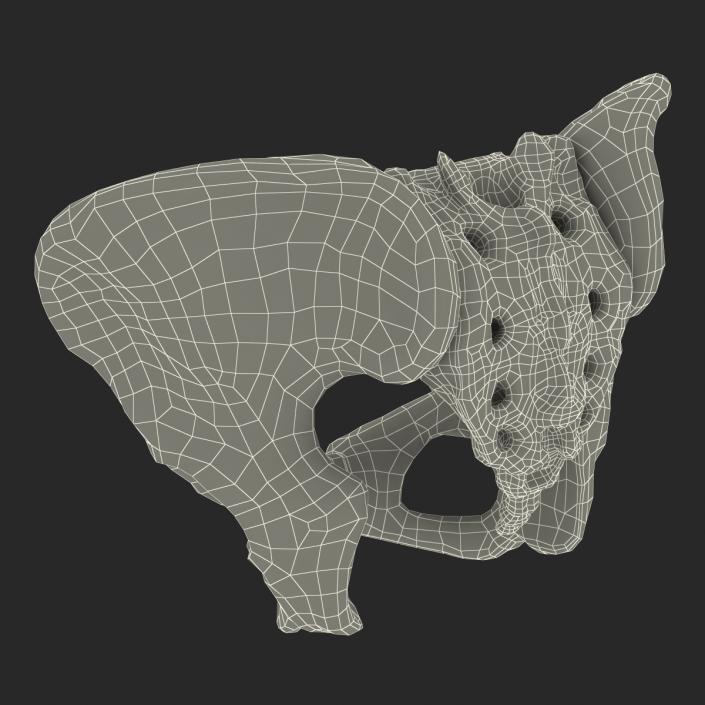 Female Pelvis Skeleton 3D