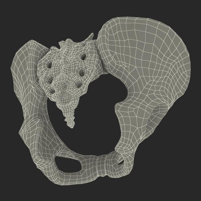 Female Pelvis Skeleton 3D