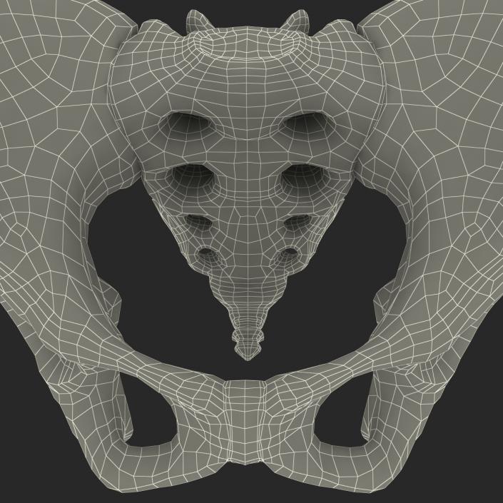 Female Pelvis Skeleton 3D