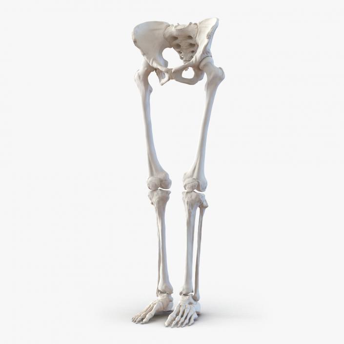 3D Female Lower Body Skeleton