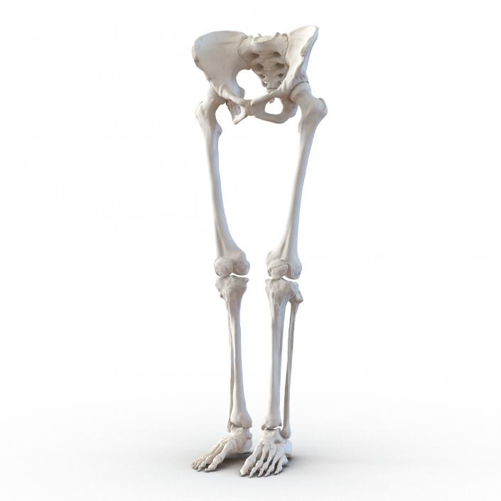 3D Female Lower Body Skeleton