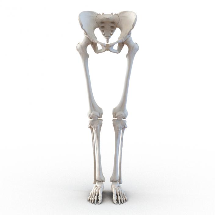 3D Female Lower Body Skeleton