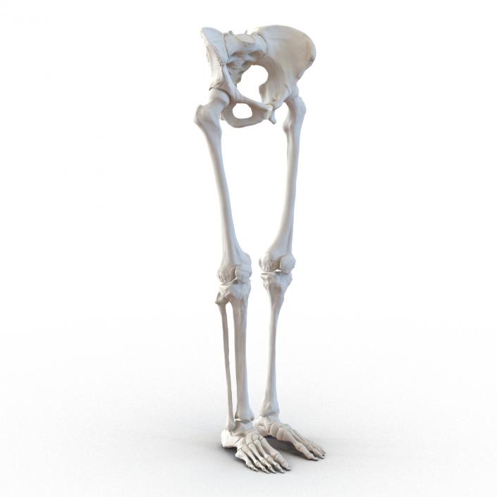 3D Female Lower Body Skeleton