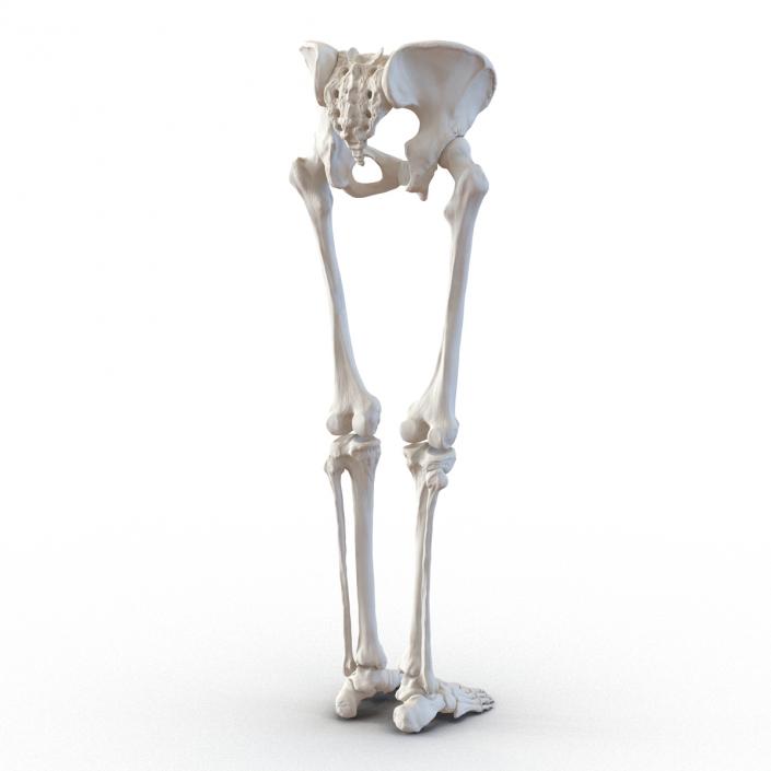 3D Female Lower Body Skeleton