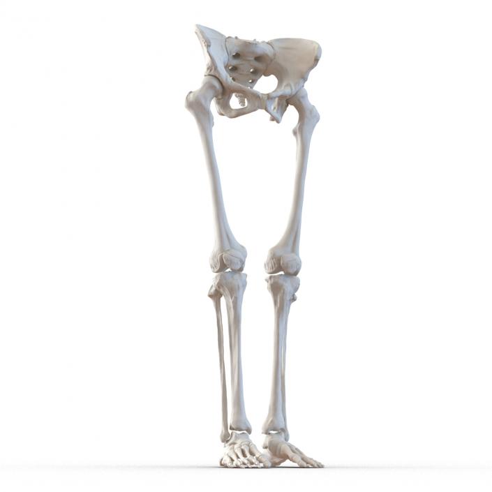 3D Female Lower Body Skeleton