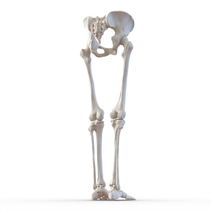 3D Female Lower Body Skeleton