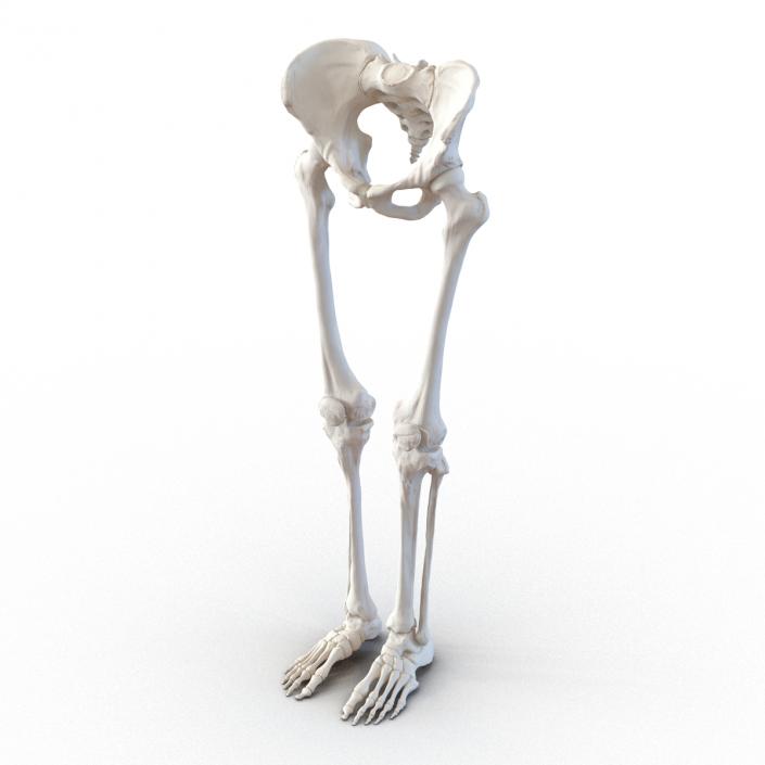 3D Female Lower Body Skeleton