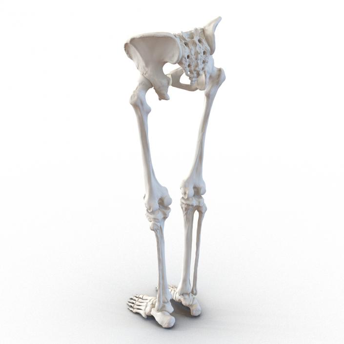 3D Female Lower Body Skeleton