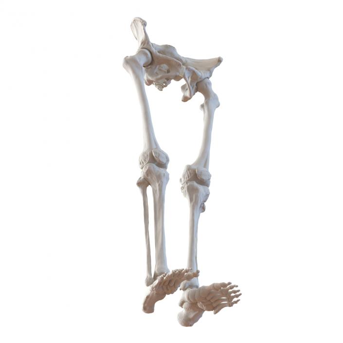 3D Female Lower Body Skeleton