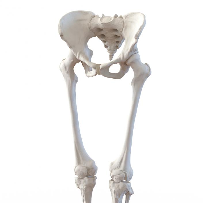 3D Female Lower Body Skeleton