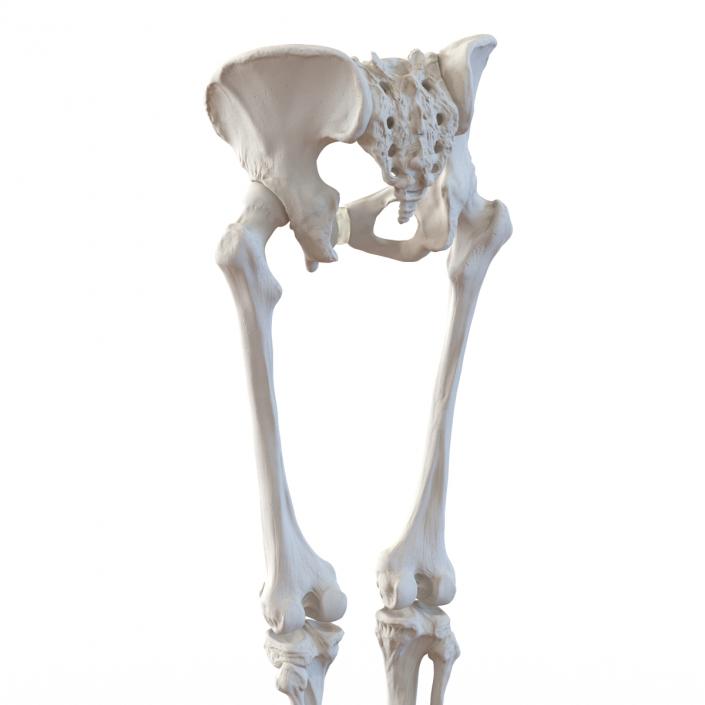 3D Female Lower Body Skeleton