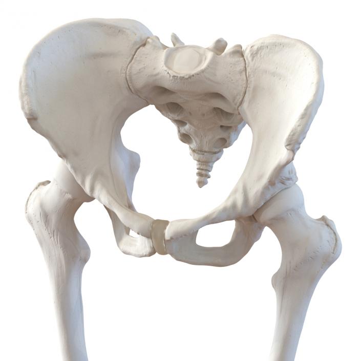 3D Female Lower Body Skeleton