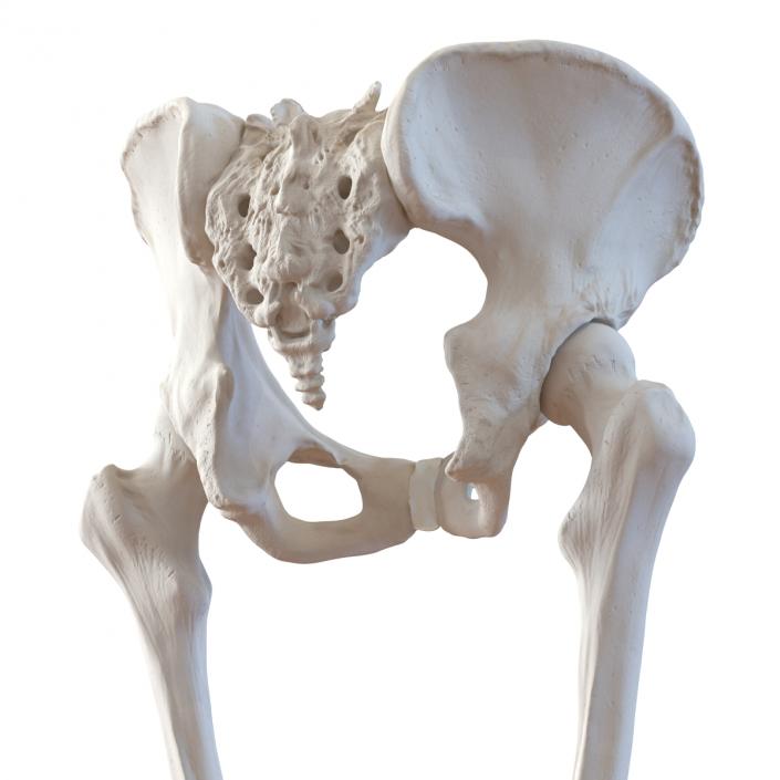 3D Female Lower Body Skeleton