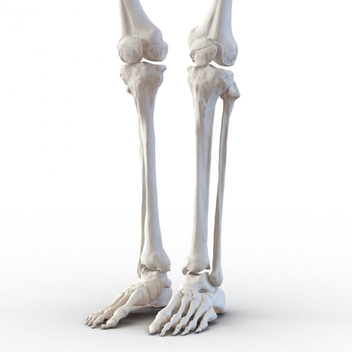 3D Female Lower Body Skeleton