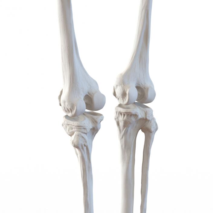 3D Female Lower Body Skeleton