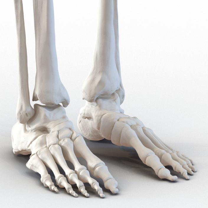 3D Female Lower Body Skeleton