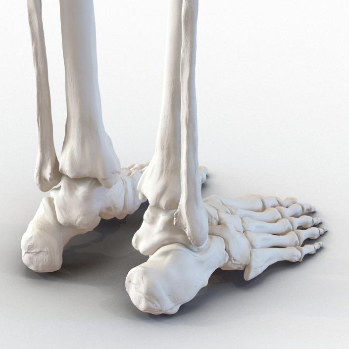 3D Female Lower Body Skeleton