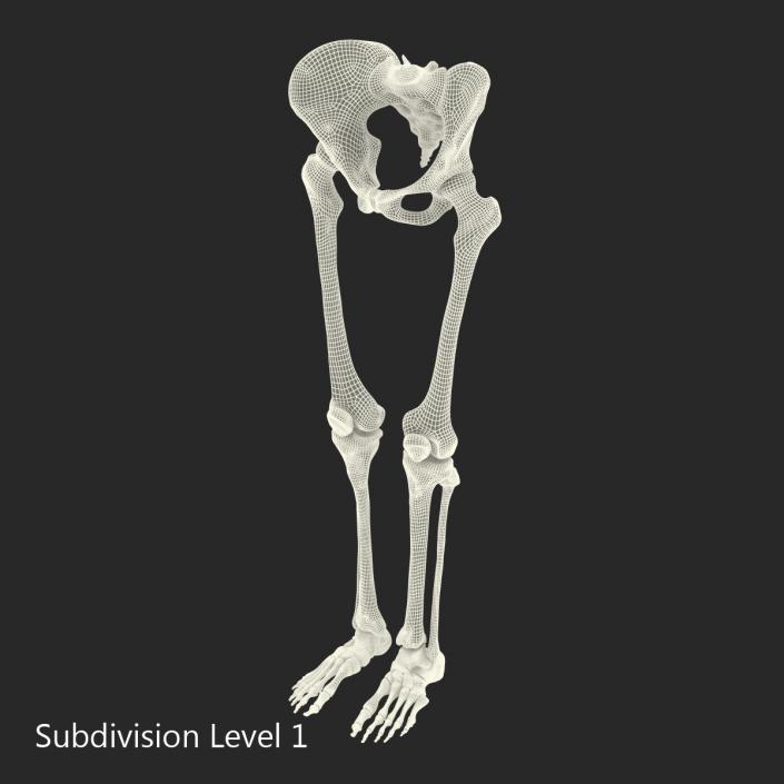 3D Female Lower Body Skeleton