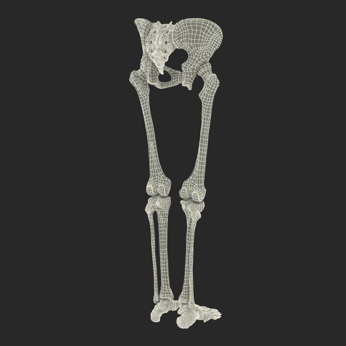 3D Female Lower Body Skeleton