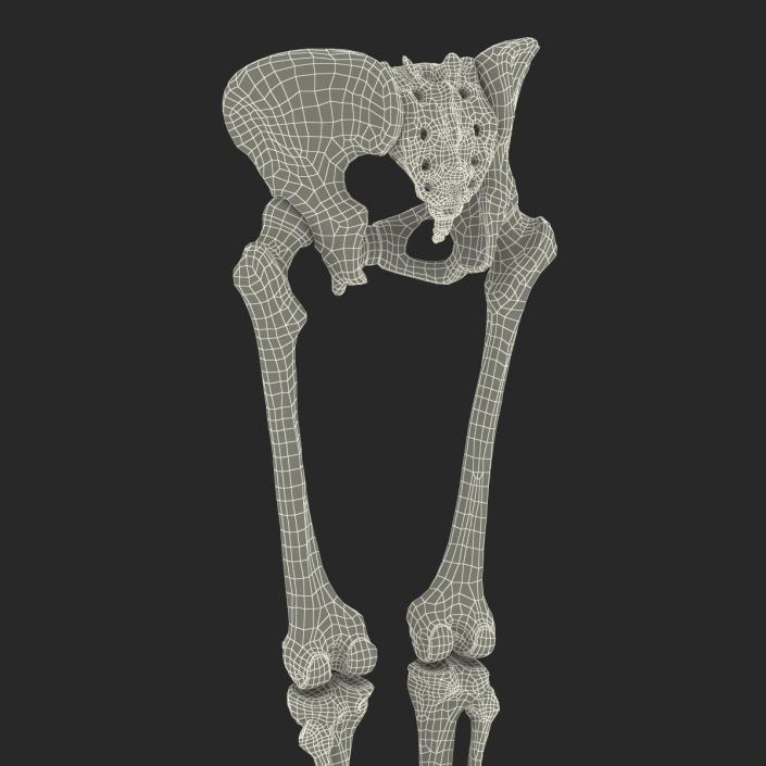 3D Female Lower Body Skeleton