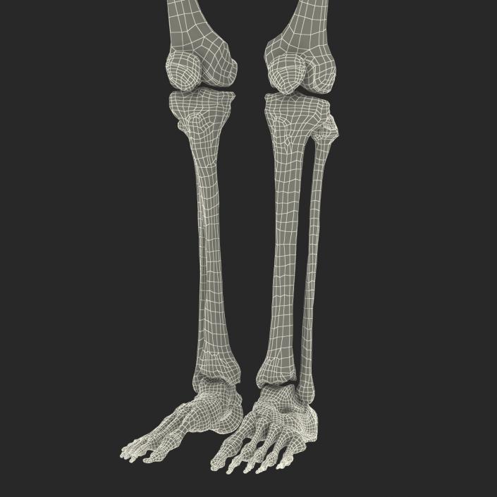 3D Female Lower Body Skeleton