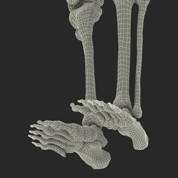 3D Female Lower Body Skeleton