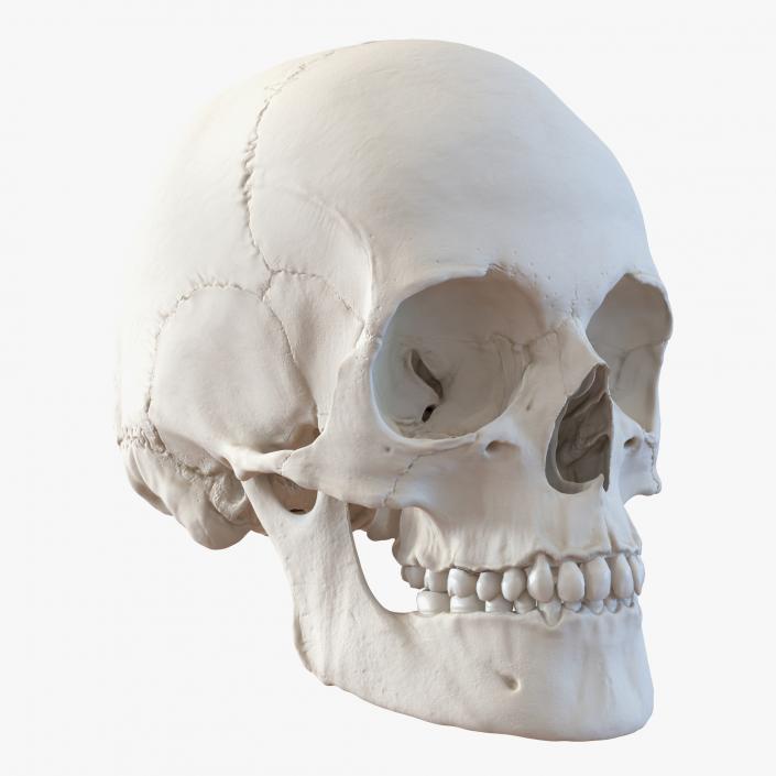 3D Female Human Skull model